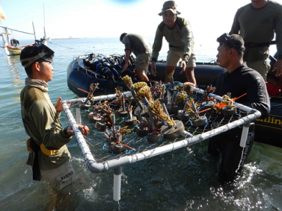 Marinir Tanam Terumbu Karang Di Pantai Pasir Putih Situbondo