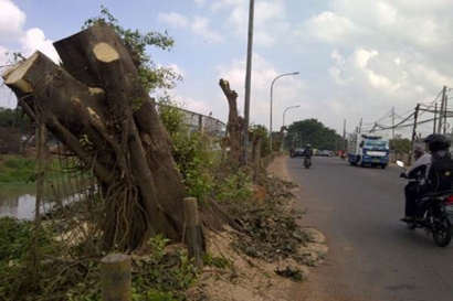  Tol Becakayu: 917 pohon jadi ‘korban’