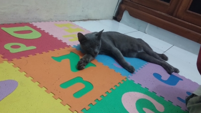 Kucing Busok, Ras Asli Indonesia