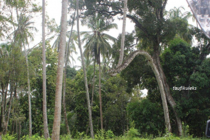 Pohon Kelapa Unik Berbentuk Huruf Z di Zanzibar