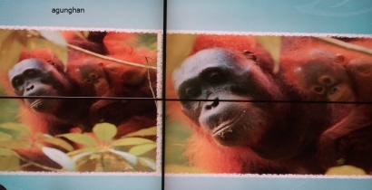 Selamatkan Orangutan #World Orangutan Day