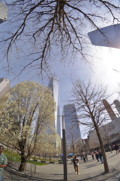 Mengenal Survivor Tree Pohon yang Menjadi Saksi saat kejadian 9/11