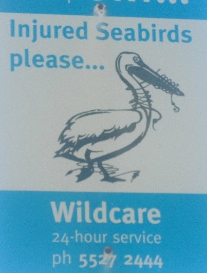 Taman Firdaus Burung Laut dengan Klinik 24 Jam di Gold Coast
