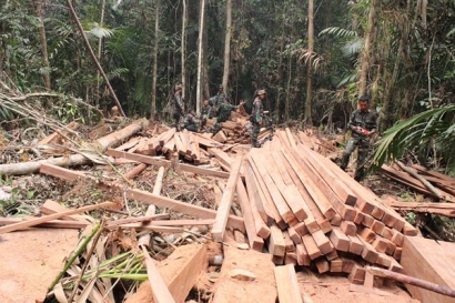 Satgas Marinir Gagalkan Aksi Illegal Logging