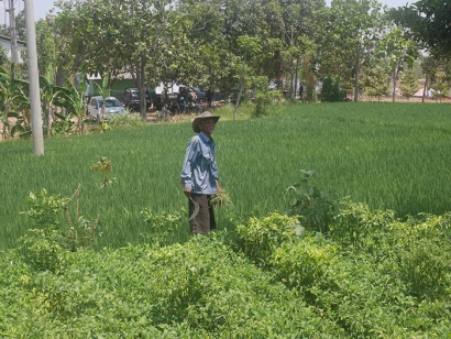 Embung, Area Bekas Tambang Mengairi: Ratusan Hektar Lahan Pertanian di Tuban