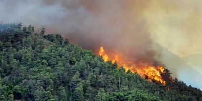 Kekuatan Politik Dibalik Kebakaran Hutan? (dan solusinya)