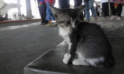 Kucing Kecil Penjaga Stasiun