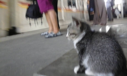Kucing Kecil di Stasiun Kereta