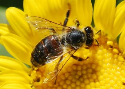 Obat Alternatif Bee Venom sebagai Penakluk Penyakit Maut