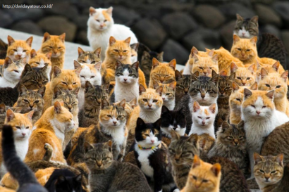 Pecinta Kucing? Ini Dia Surganya Kucing Di Pulau Aoshima, Jepang.