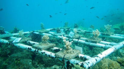 Ecowisata : E2C Mengembalikan Keindahan Alam Bawah Laut Kepulauan Seribu