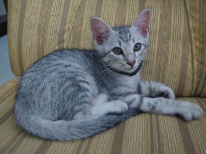 Kisah Si Kucing Buta #1 - Abu Raung
