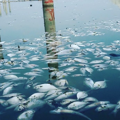 Siapa Peduli Kawanan Ikan Mati di Ancol?
