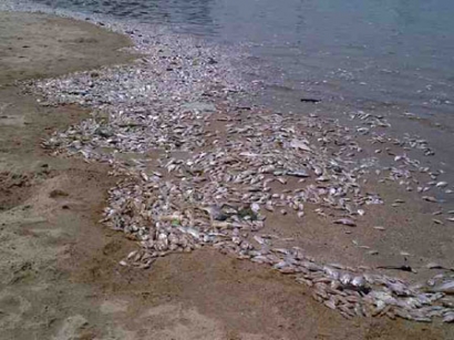 Penyebab Kematian Ikan di Ancol Diteliti Dinas KPKP