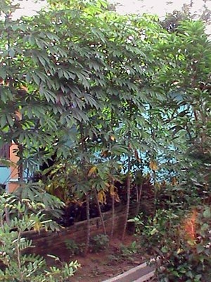 Ciri-ciri Pohon Singkong Gajah
