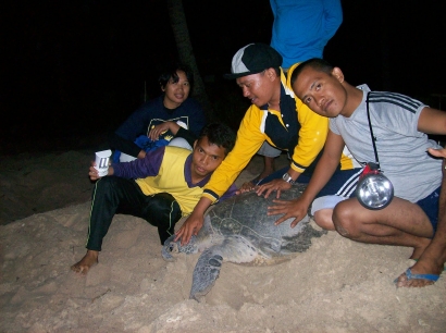 Konservasi Penyu di Kepulauan Riau