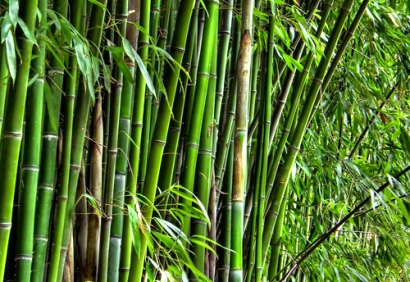 Tahukah Anda  Cara Pengawetan Bambu Secara Alami?