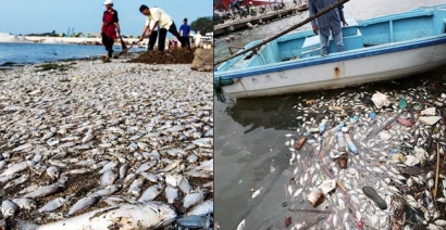 Lagi, Ribuan Ikan Mati di Teluk Jakarta, Penyebabnya Masih Tanda Tanya