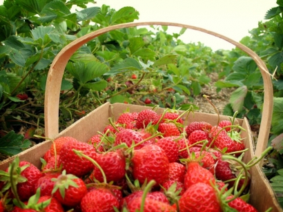 Wisata Kebun Strawberry Ciwidey Lembang