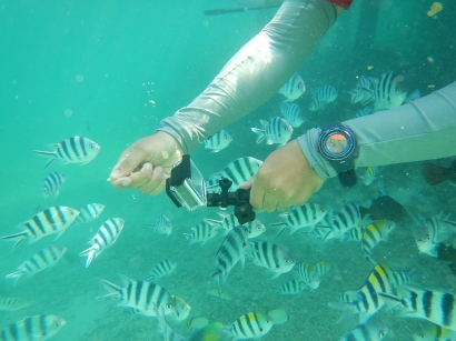 Risers Bercanda dengan Ikan di Pulau Derawan #3