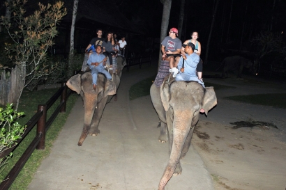 Sensasi Wisata Bareng Gajah Menjelang Senja
