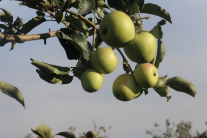 Serasa Memiliki Kebun Apel Sendiri di Agrowisata Kusuma Batu