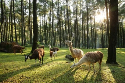[Taman Safari Prigen Terbaik Se-Asia] Mengapa Wisatawan Wajib Berkunjung?