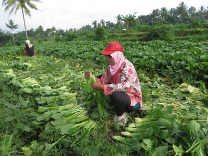 Menengok Kehidupan Petani Sayuran di Desa Banjarsari
