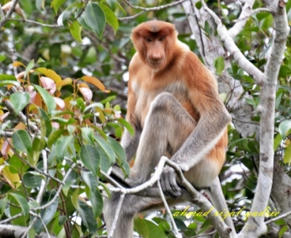 Tahun Monyet: Ada Baiknya Kita Mengenal Monyet dan Bagaimana Nasib di Habitat Hidupnya?
