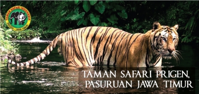 Melihat Langsung Binatang Afrika di Indonesia (Taman Safari Prigen)