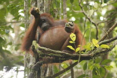 Cerita dari  Hutan Taman Nasional Gunung Palung: Kejadian Luar Biasa, Melihat Perilaku Orangutan Betina Minum dari Pohon