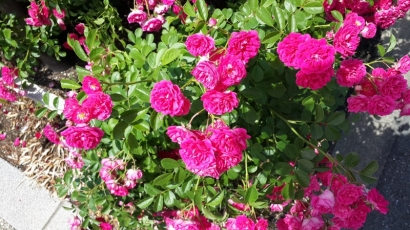 Cantiknya Mawar di Ikuta Ryoukuchi Park