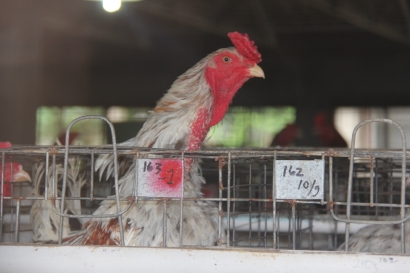 Kemana Arah Pengembangan Ayam Lokal Indonesia?