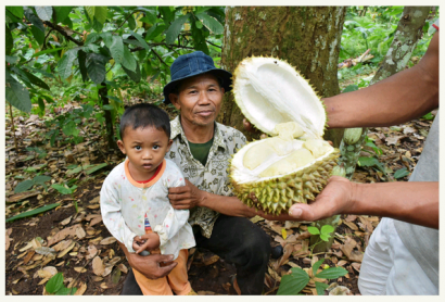 Pohon Durian 20 Juta dan Festival Durian Medowo 2016
