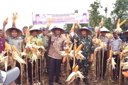 Bupati Lampung Utara Panen Raya Jagung  di Desa Gunung Sari dan Desa Gunung Keramat