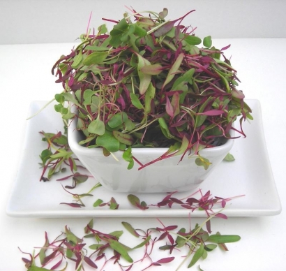 Microgreens - Sayuran Mini Sejuta Manfaat