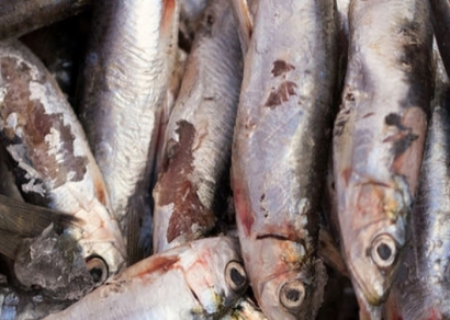 Ikan sebagai Pangan (2) : Kemunduran Mutu Ikan