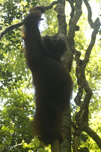 Rizal Alqadrie: Mengikuti Aktivitas Peneliti Orangutan di Stasiun Penelitian Cabang Panti (TNGP)