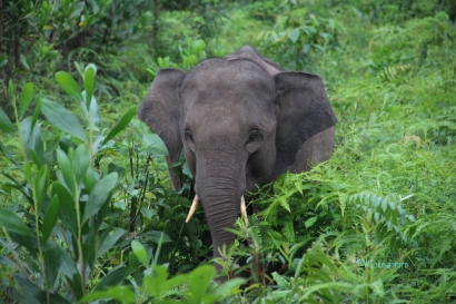 Konservasi Gajah dan Posisi Kementerian LHK