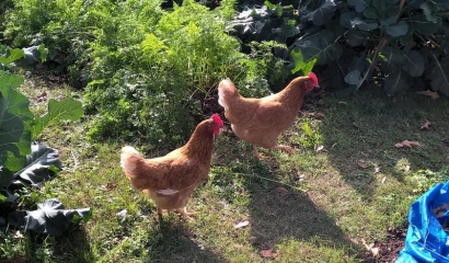 Dikasih Dua Ekor Ayam: E-mail dari Tetangga Amerika (3)