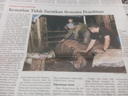 Kembali Berduka, Badak Sumatera Kritis Tak Terselamatkan