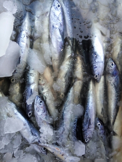 Makan Ikan di Teluk Buyat, Berani Tidak?
