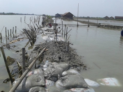 Terancam Banjir, Petambak Demak Gotong Royong Tutup Tanggul Jebol