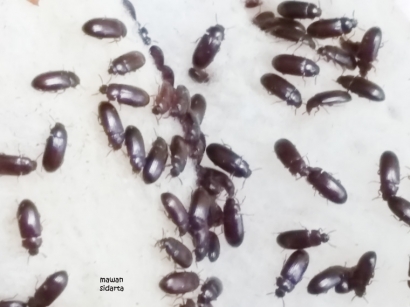 Bijak Sebelum Mengonsumsi Semut Jepang