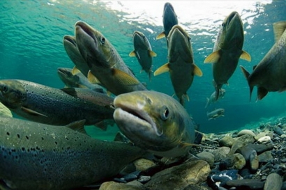 Anomali Kehidupan Ikan: Migrasi ke Jenis Air yang Berbeda untuk Reproduksi