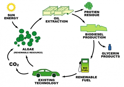 Kloroplas Rekombinan Memfasilitasi Produksi Biofuel dari Mikroalga