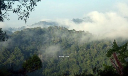 Masyarakat Lokal Selamatkan 1000 Hektar Hutan Primer Melalui Komitmen Penurunan Emisi Karbon