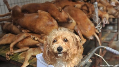 Festival Daging Anjing Yulin Tradisi yang Mengundang Kontroversi