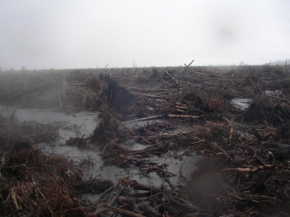 Setidaknya Ini Penyebab Deforestasi Hutan di Indonesia dan Dampaknya