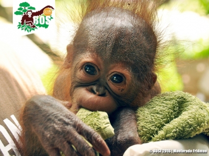 Selamatkan ‘Yayang’, Selamatkan Orangutan